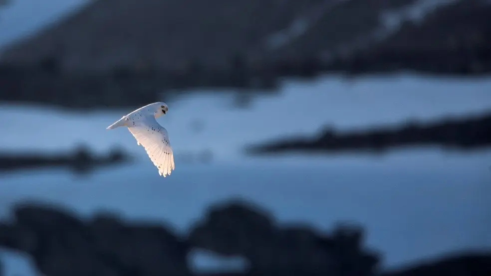 Fjällugglan Cladio. Foto: Jan-Eric Hägerroth
