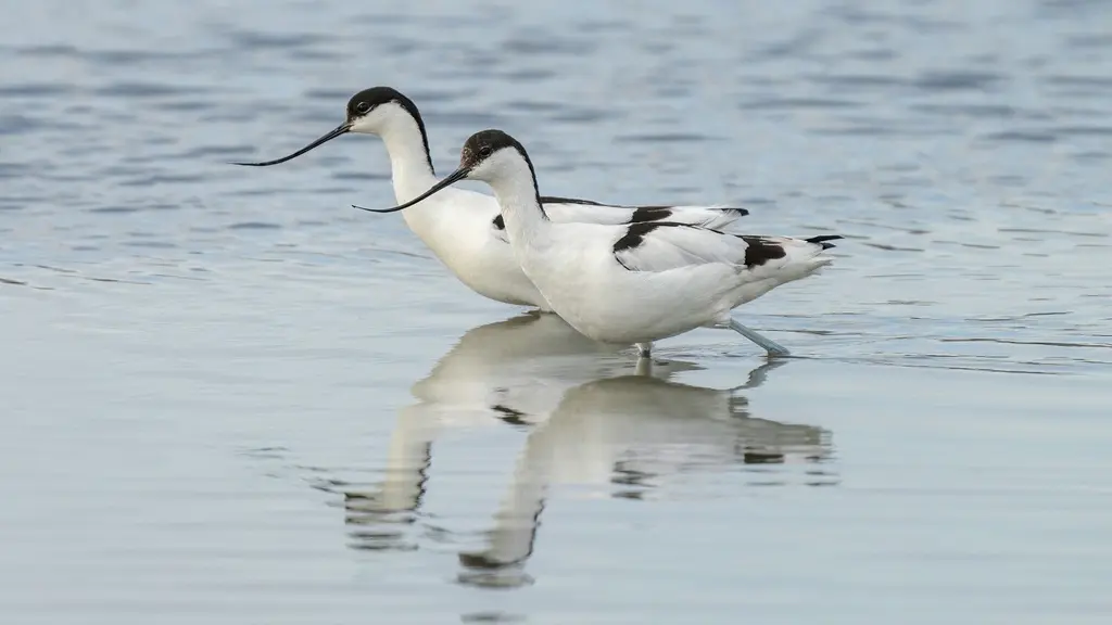 Två skärfläckor står i grunt vatten med sina eleganta, vit-svart fjäderdräkter och böjda näbbar. Speglingar av fåglarna syns i det stilla vattnet, vilket skapar en harmonisk naturbild.