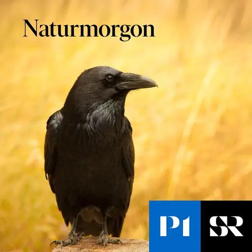 Konvolut för Naturmorgon