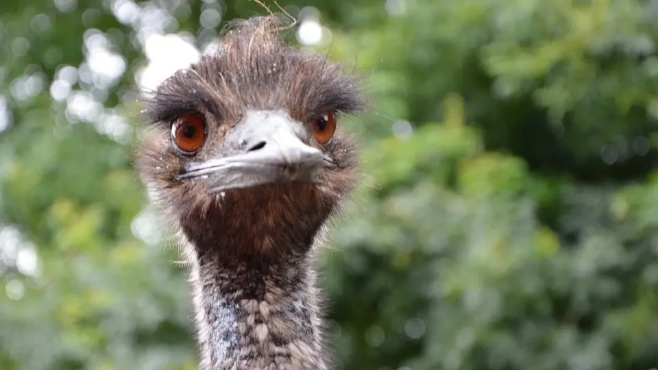 En närbild på en emu.