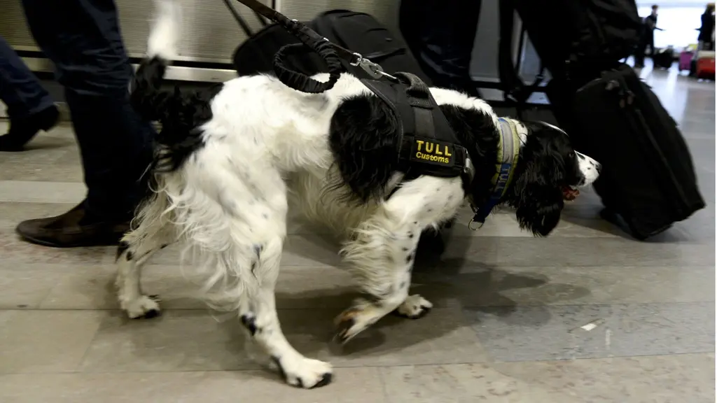 Narkotikahund luktar på väska. Foto:Pontus Lundahl/TT