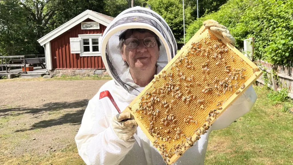 Yvonne Engman, biodlare, håller upp en honungsram full med bin framför en röd stuga i en lantlig miljö. Hon är klädd i en vit skyddsdräkt för biodling.