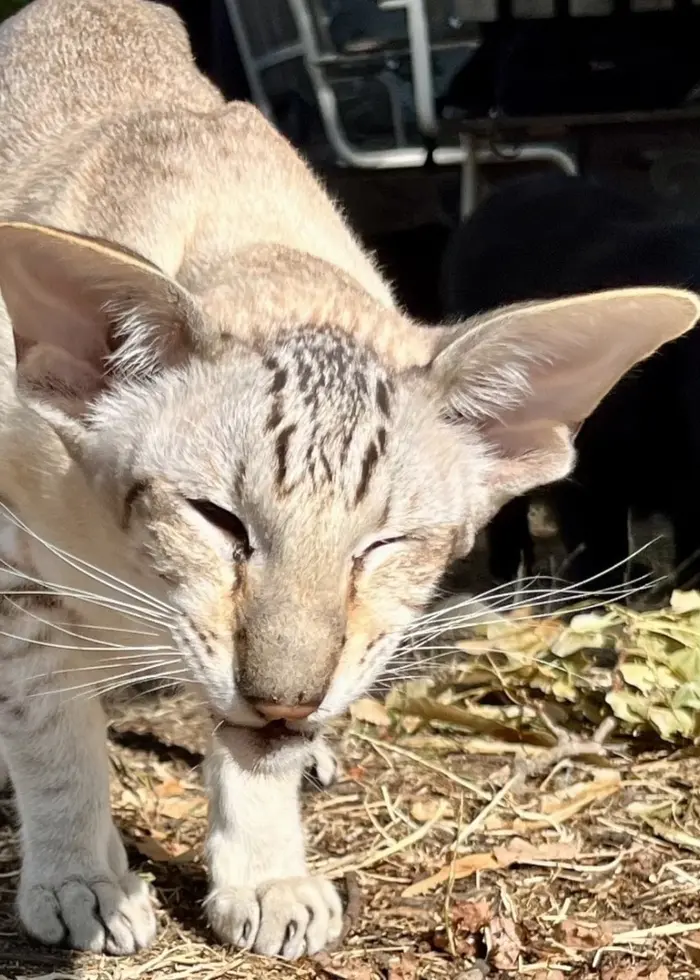 Katten Yoda går över torr mark utomhus med sänkt huvud, medan en svart katt syns i bakgrunden.