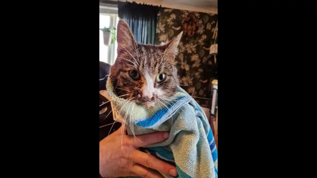 Katt som är omplåstrad.