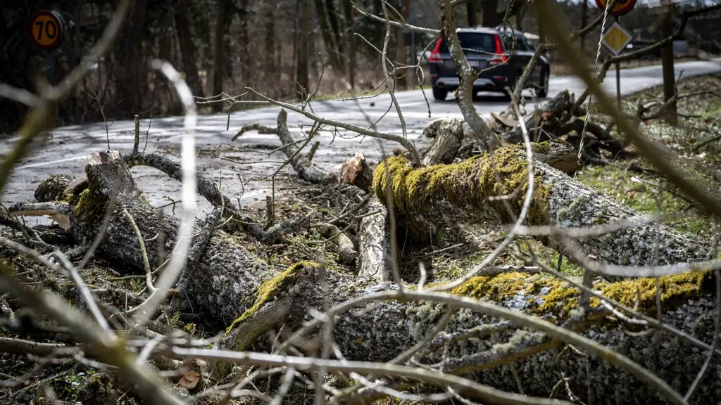 Ett stort träd har fallit över en väg Grenarna ligger utspridda och blockerar delar av vägen. En bil syns på den närliggande vägen. Oväder med kraftiga vindar har orsakat skador.
