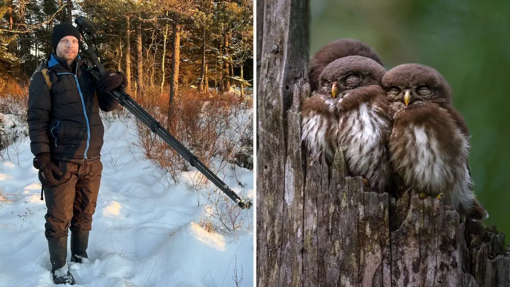 Till vänster syns Axel Graneskog, en ugglefotograf från Markaryd, stående i ett snöklätt landskap med kamerautrustning. Till höger visas tre små ugglor tätt sittande på en trädstam.