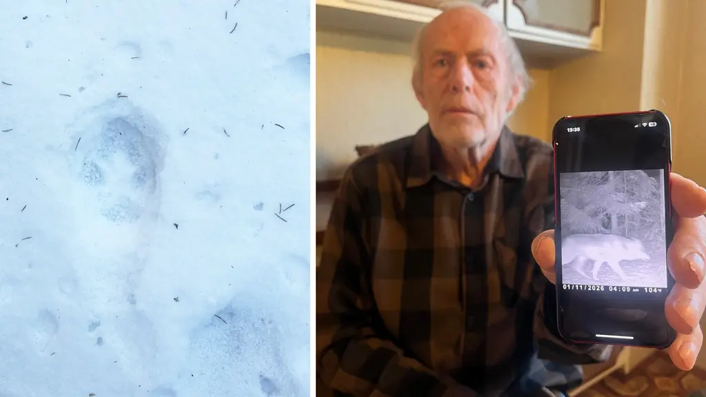 Per Aschan med bilden på det han menar är en varg