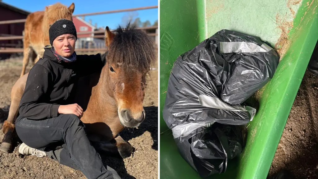 Bildmontage med två sektioner. Vänster sida visar en person som sitter nära en häst i en inhägnad, med en byggnad i bakgrunden. Höger sida visar en svart plastpåse placerad i en grön behållare, omgiven av vad som ser ut som foder.