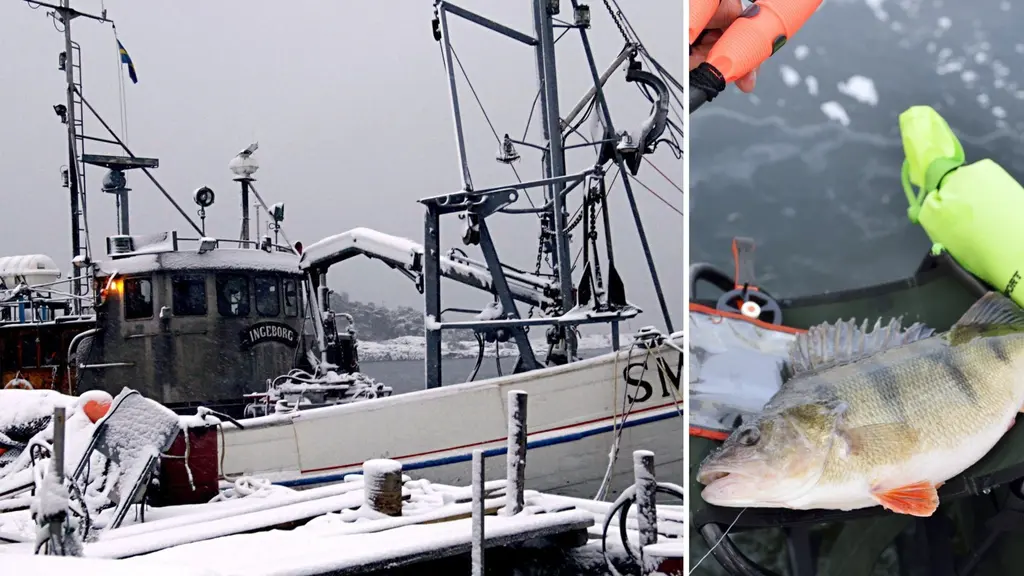 Fiskebåt vid snöig fiskebrygga och en bild på en abborre.
