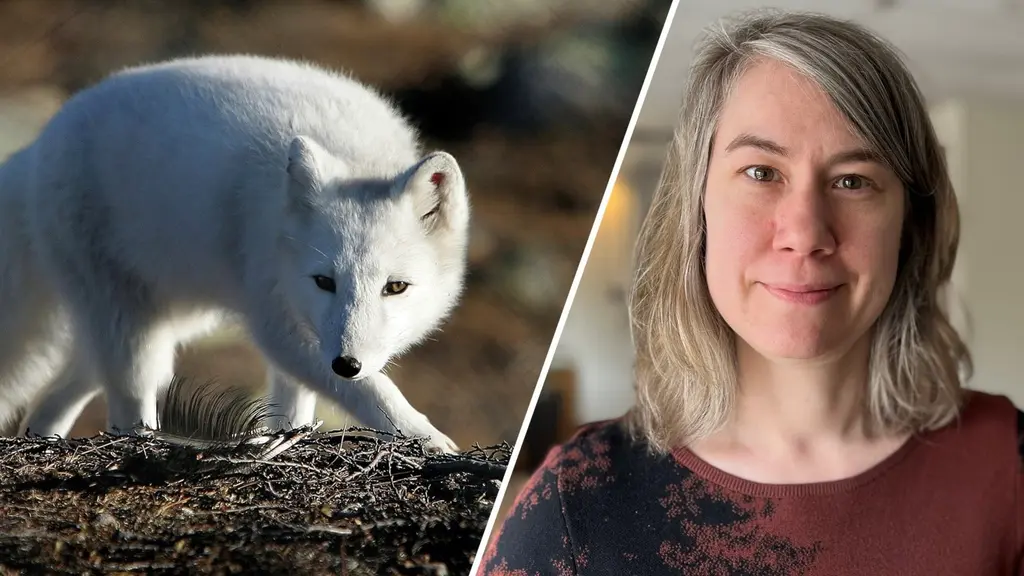 Vit fjällräv på fjället, Malin König 