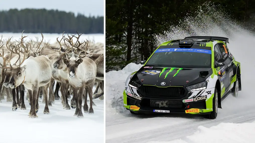 Delad bild: En bild på renar i snön och en bild på en rallybil i tävling.