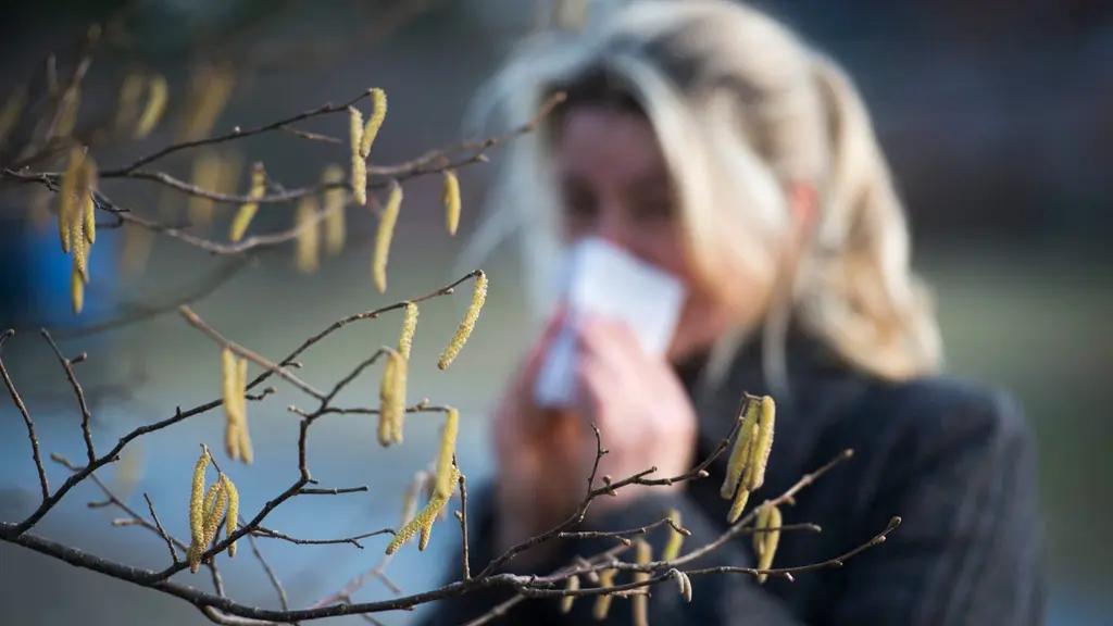 Allergisk kvinna snyter sig under björkpollensäsongen. Foto: Fredrik Sandberg/TT