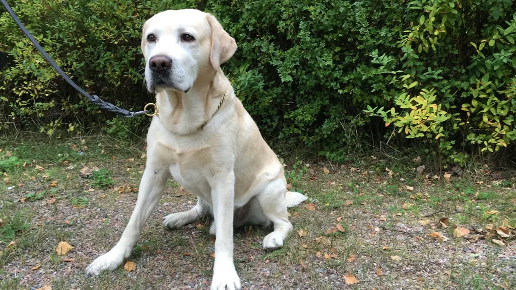 Labradoren Lazer är ljust beige och sitter lydigt vid en buske. Foto: Britta Kramsjö.