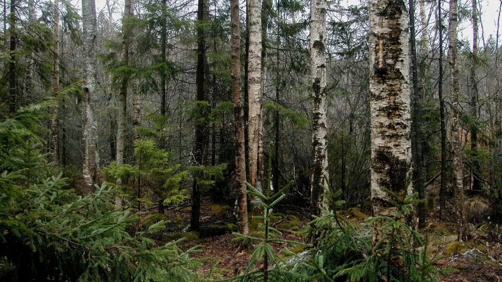 Blandskog med både barr- och lövträd i dämpat ljus. Träden står tätt och marken är täckt av mossa och vegetation.