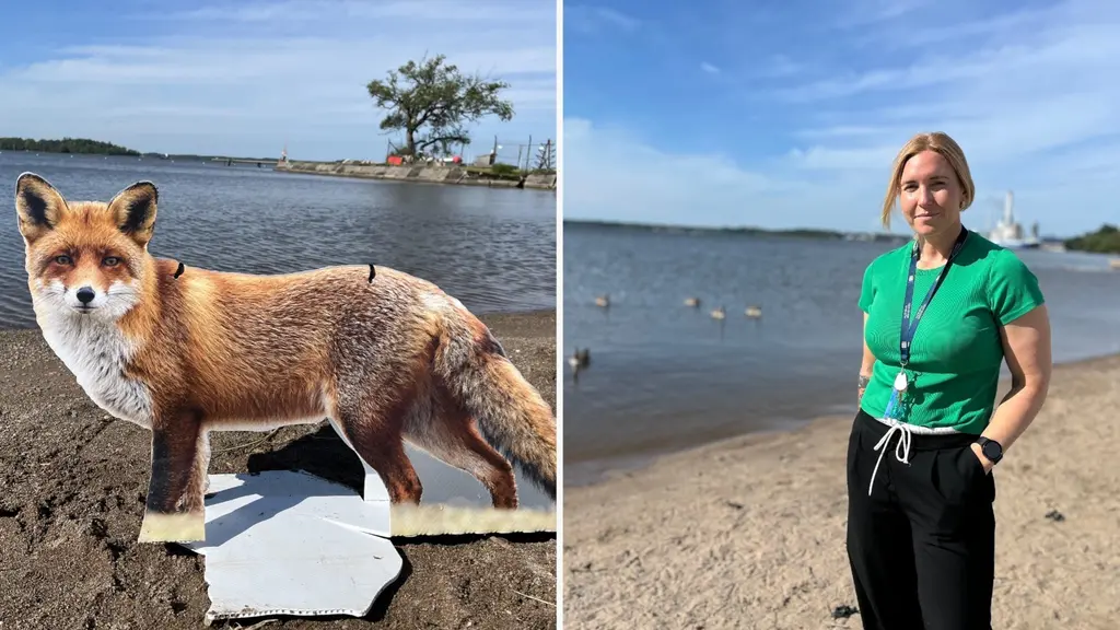 En pappfigur av en räv på en sandig strand vid Framnäs badplats i Västerås. Bilden visar också Carin Johansson, på Västerås stad, på Lögarängen med fåglar som trivs i området.
