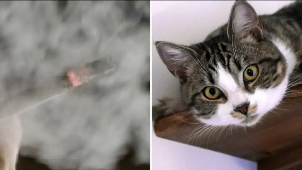 Bild med två delar: till vänster syns en hand som håller en cigarett och mycket rök, till höger en närbild på en gråvit katt med stora ögon som ligger på en hylla. 