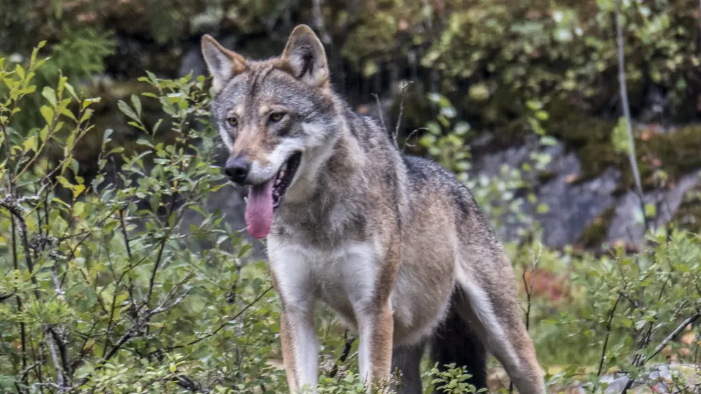 En varg med gråbrun päls står i en grönskande skogsmiljö och tittar framåt med öppen mun. Vegetationen består av buskar och träd med mossa och stenar i bakgrunden.