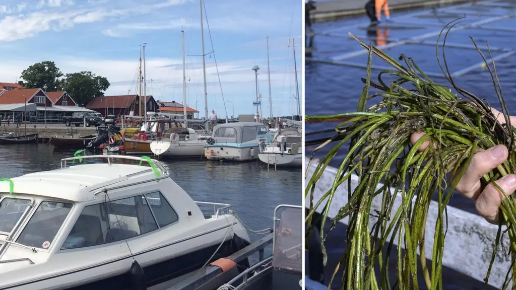 Till höger en person håller grönt sjögull i handen. Till vänster flera båtar i en hamn. 