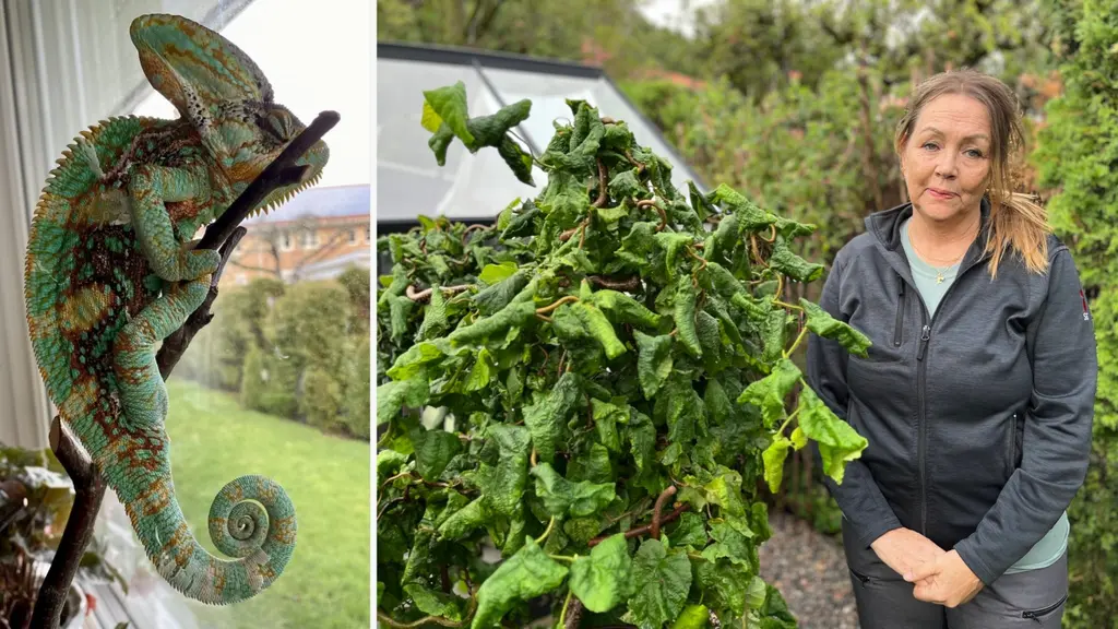 Carina Ragnestål Impola står bredvid en stor grön växt i en trädgård. Till vänster syns kameleonten Rex klättra på en gren framför ett fönster med utsikt över grönska.