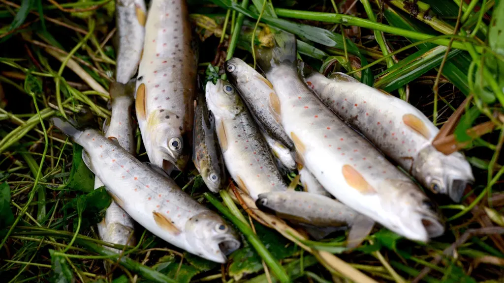 Forskare befarar att fisken i sjöar och vattendrag  kan drabbas efter den torra sommaren.