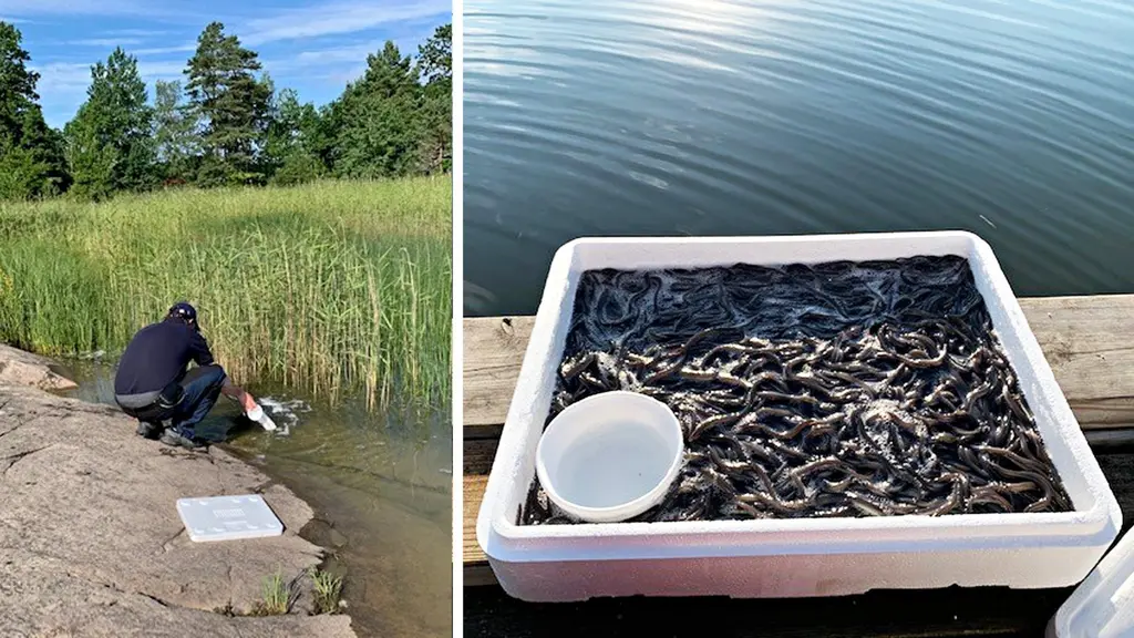 ålyngel släpps ut i vänern