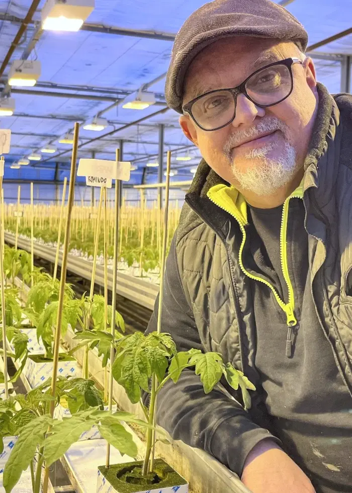 En man arbetar i ett växthus med unga plantor som växer i rader. Växtstödpinnar syns bland plantorna.