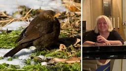 Koltrast och Lisa Tilling