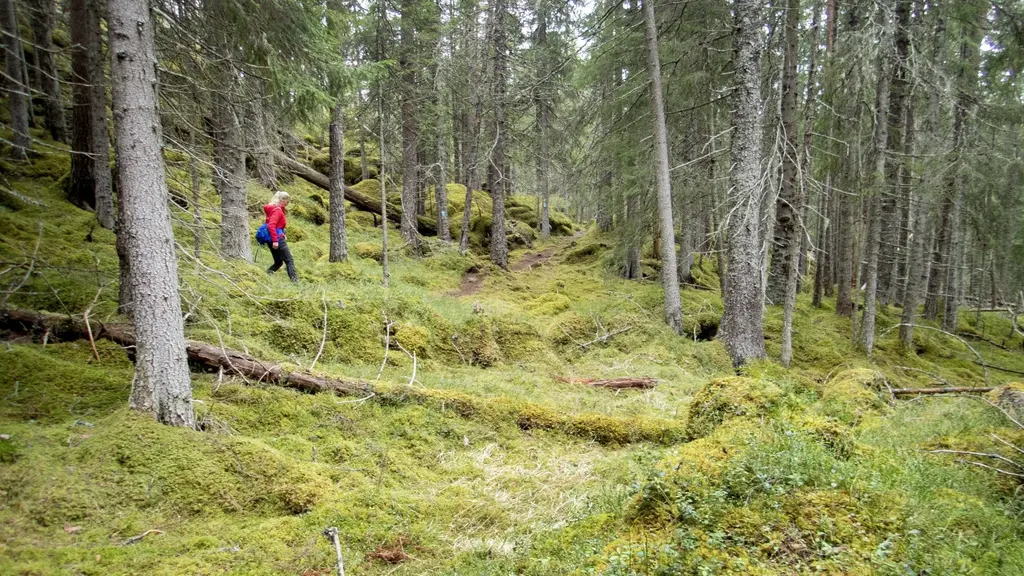 KVINNA PÅ SKOGSPROMENAD