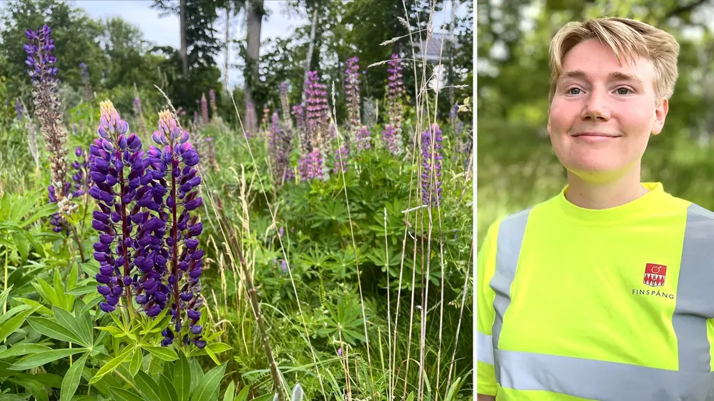 Lila lupiner och annan grönska vid ett staket intill en person i gul varseltröja. Bild om invasiva växter, naturvård och bekämpning av lupiner.