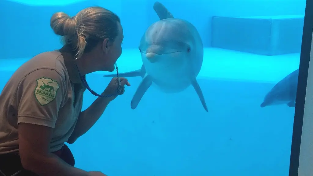 Delfinskötare Kristina Karlsson hälsar på delfinen Pärla genom glaset in till bassängen.