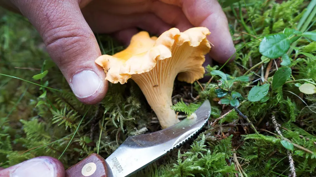 KANTARELLER
