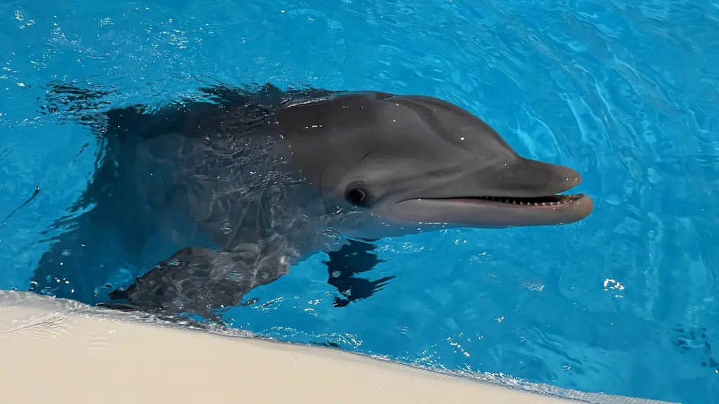 Delfin på Kolmårdens djurpark