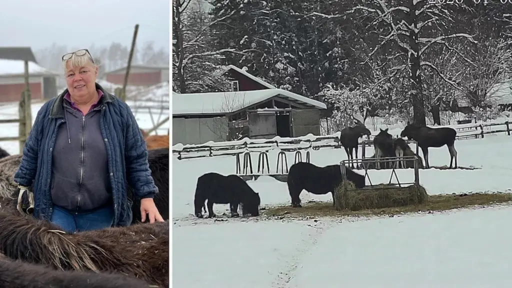 Anne Pagmar i Mullsjö har ett gäng älgar som äter upp hennes hästars mat.
