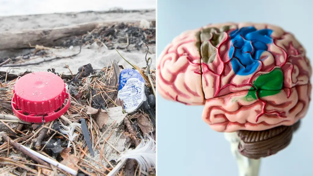 Bildmontage med två delar: till vänster syns skräp, inklusive en röd plastkork, på en strand med drivved. Till höger visas en detaljrik modell av en mänsklig hjärna med färgade sektioner som symboliserar olika funktioner.