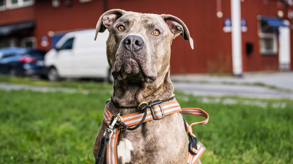 More dog bites reported in Sweden – experts urge caution