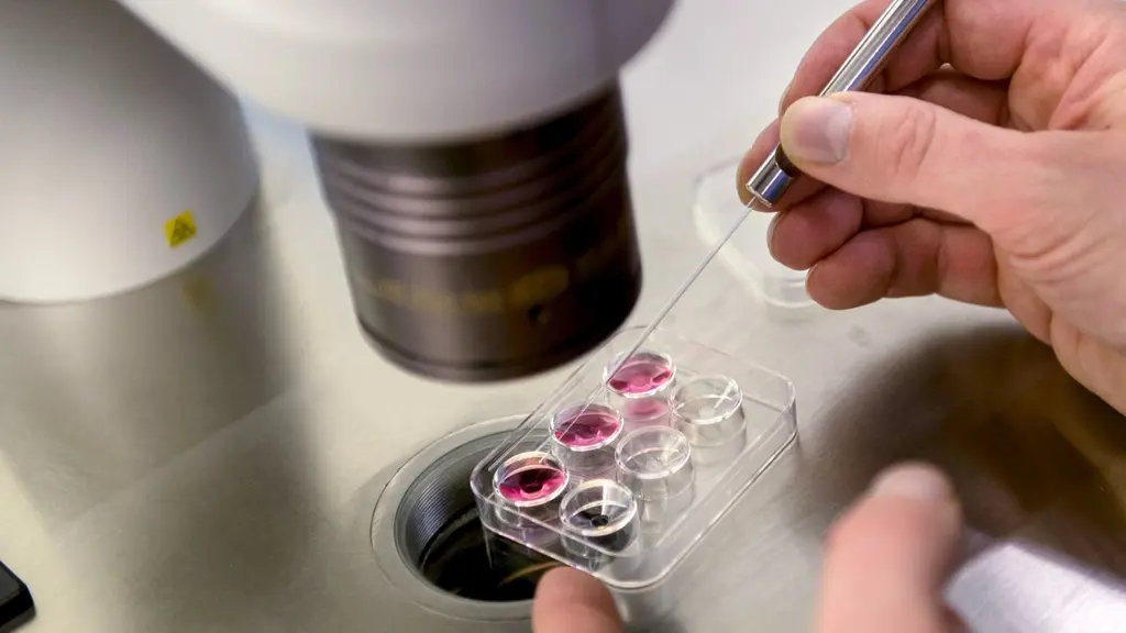 Criticism of the government's investment in IVF treatments