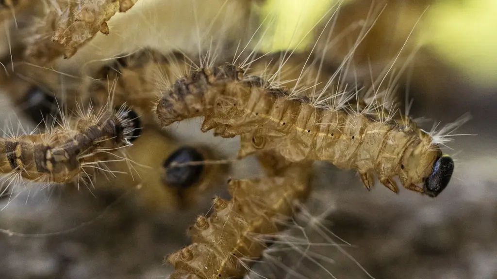 Toxic moth found in Sweden – experts warn against contact