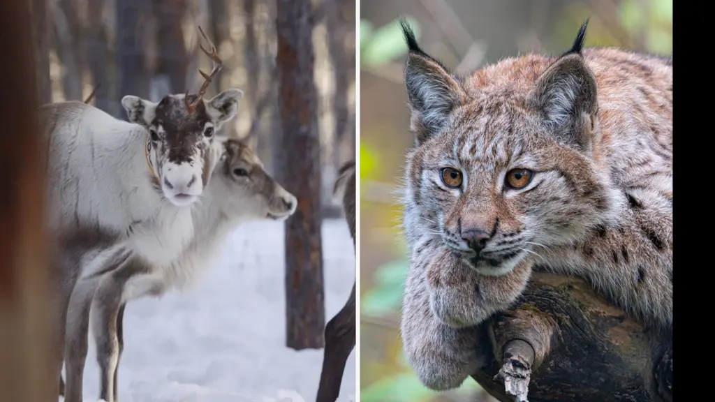 Bildmontage med två bilder. Till vänster två renar i en snöig skogsmiljö. Till höger en lodjur närbild med intensiv blick, omgiven av gröna blad.