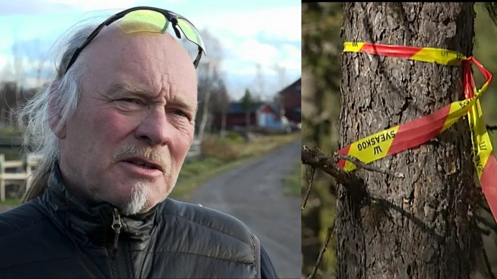 Delad bild. PÅ högra bilden en man i grått långt hår med gula glasögen i pannan. Vänstra bilden en tall med gult Sveaskog-plastband knutet runt om.