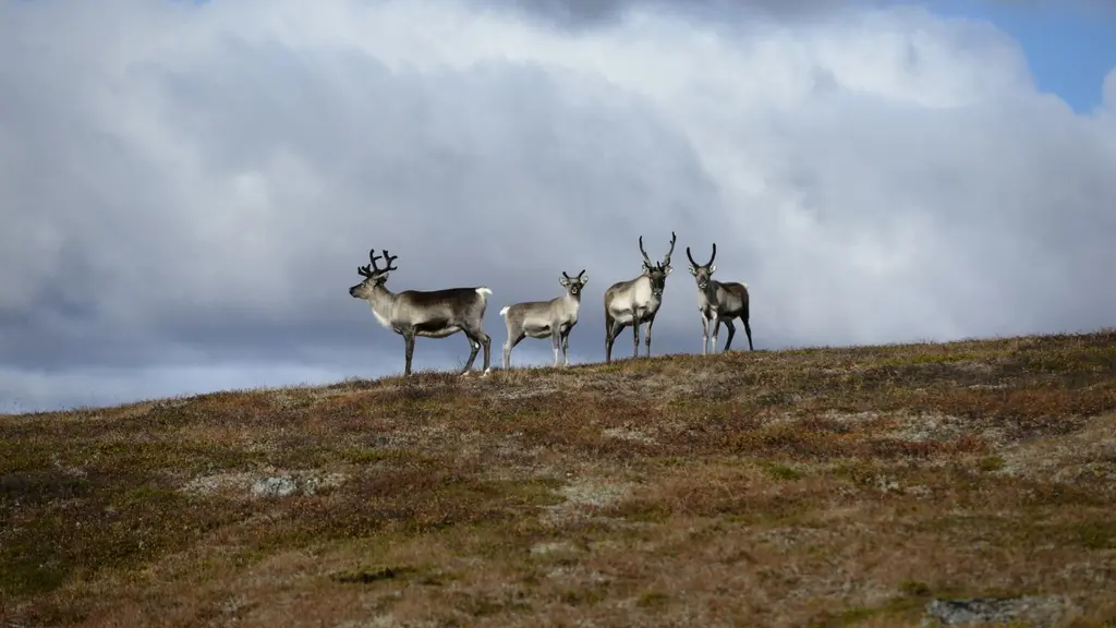 Renar står på ett berg, himmel syns bakom.