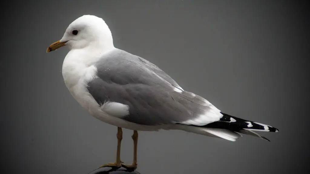 Fiskmås (Larus canus)
