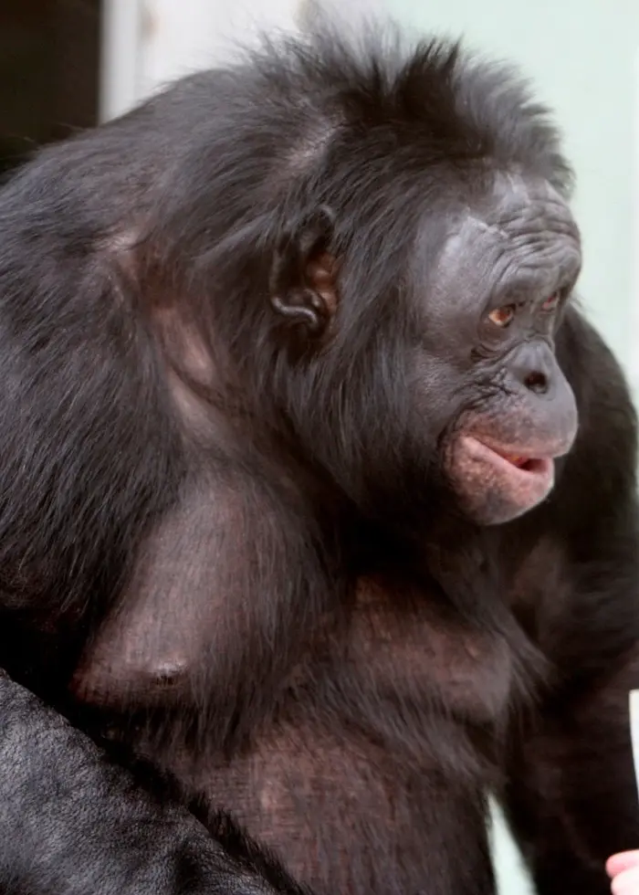 En bonoboapa deltar i en interaktiv aktivitet med en forskare som håller upp en färgglad bild eller karta. Apan verkar engagerad i situationen.