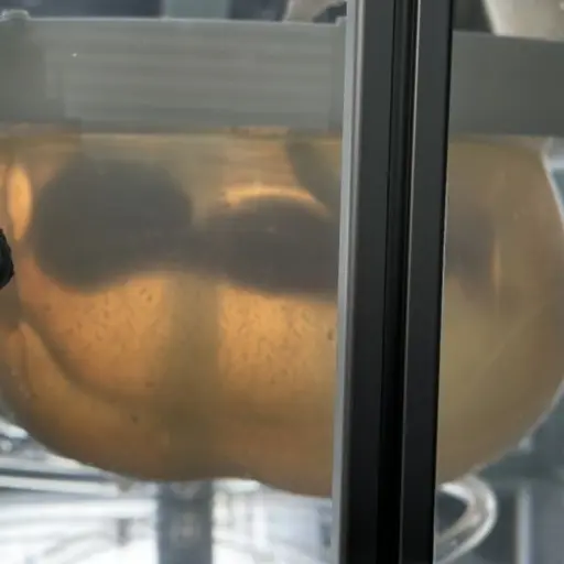 En närbild av en konstgjord livmoder i en laboratoriemiljö. Livmodern är genomskinlig och ansluten till flera rör och kablar. Bakgrunden visar teknisk utrustning och glasytor.