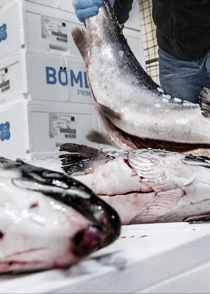 Rensade laxar ligger på en vit arbetsyta med förpackningar märkta 'Bömlo' i bakgrunden. En person i mörka kläder och blå handskar hanterar en av laxarna.