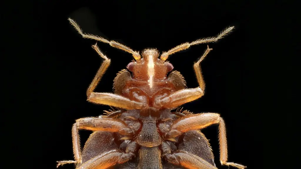 Närbild av vägglusen (Cimex lectularius). Foto: Armed Forces Pest Management Bureau