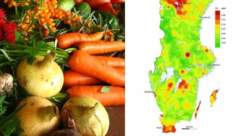 En bild med grönsaker och en karta över Sverige med röda områden där det finns höga halter av kadmium.