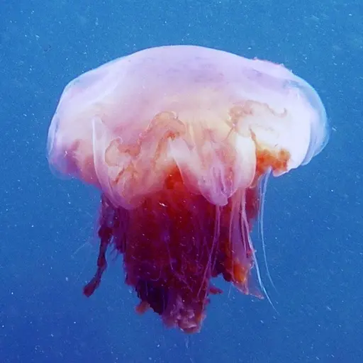 En röd brännmanet syns svävande i blått havsvatten. Dess långa tentakler sträcker sig nedåt, och den karakteristiska kupolen har en orange-röd nyans.