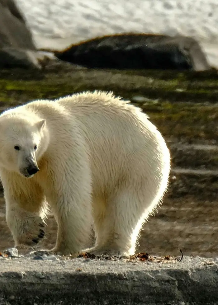 En isbjörn går på en stenig strand med snö i bakgrunden. Den majestätiska miljön domineras av kontraster mellan mörka stenar och vita snöfält.