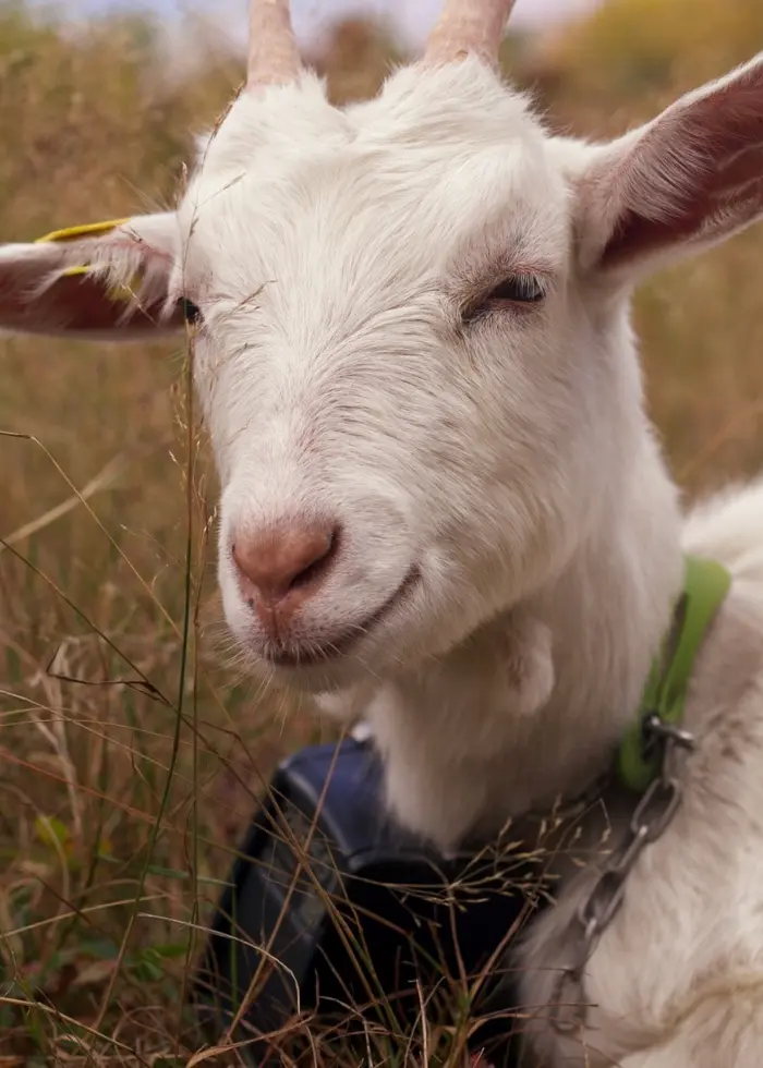Vit get utan den aktuella genredigeringen
