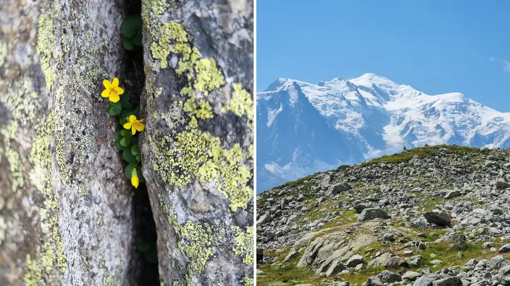 Splitbild för att gestalta arter som växer i bergsmiljöer. Bilden till vänster föreställer en liten gul blomma som växer i en klippskreva uppe i ett berg. Bilden till höger har ett snöigt berg i bakgrunden och en stening grässlänt i förgrunden.